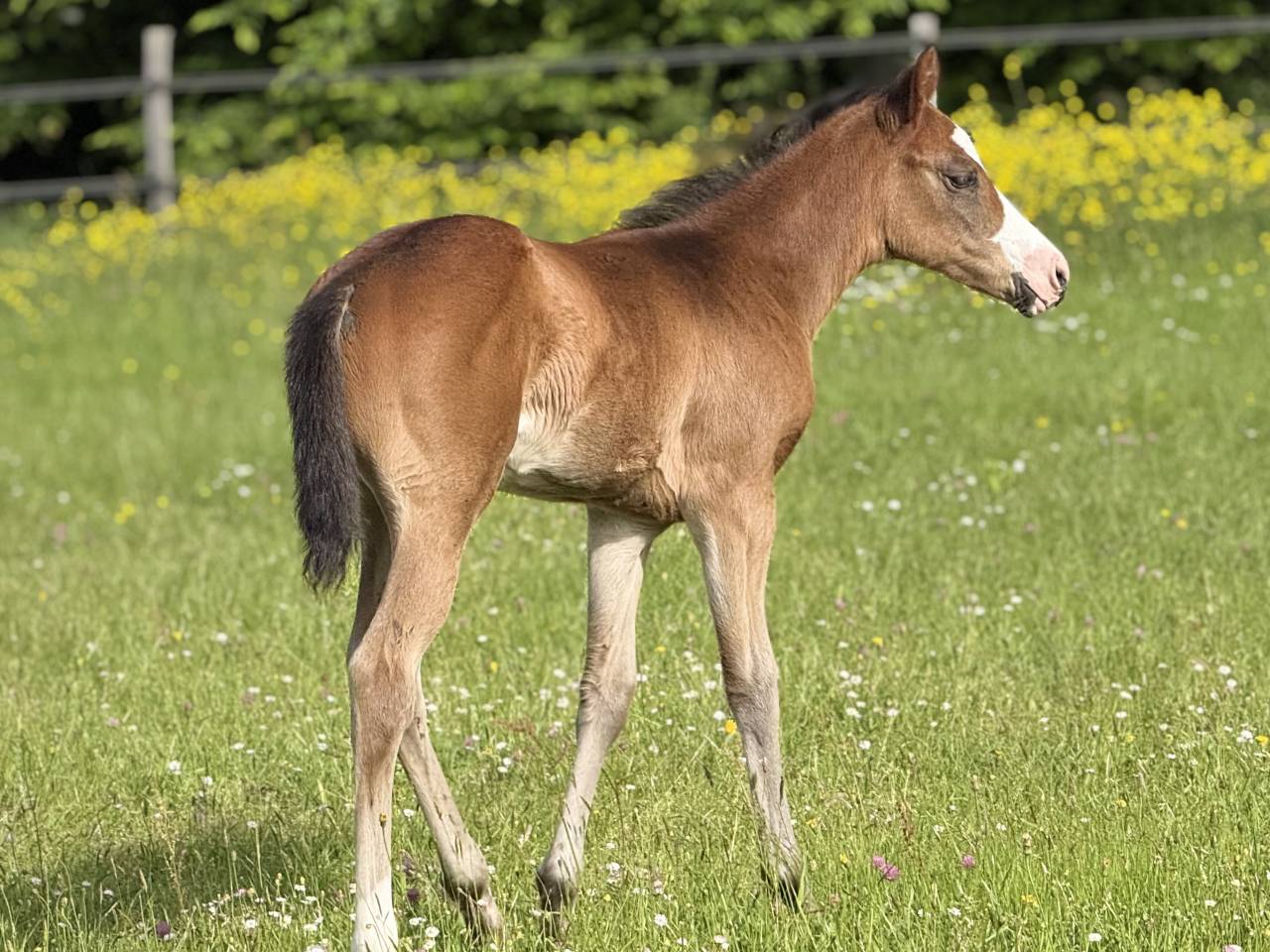Puledra Paint Horse In vendita 2026 Baio ,  Classic cowboy spirit