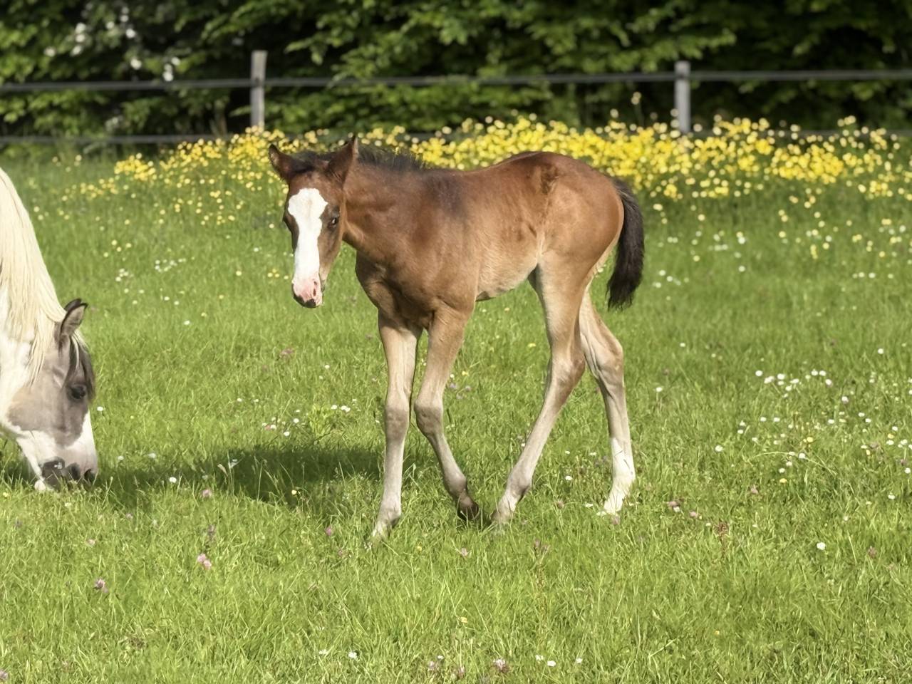 Puledra Paint Horse In vendita 2026 Baio ,  Classic cowboy spirit