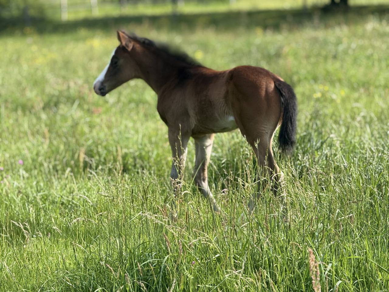 Puledra Paint Horse In vendita 2026 Baio ,  Classic cowboy spirit