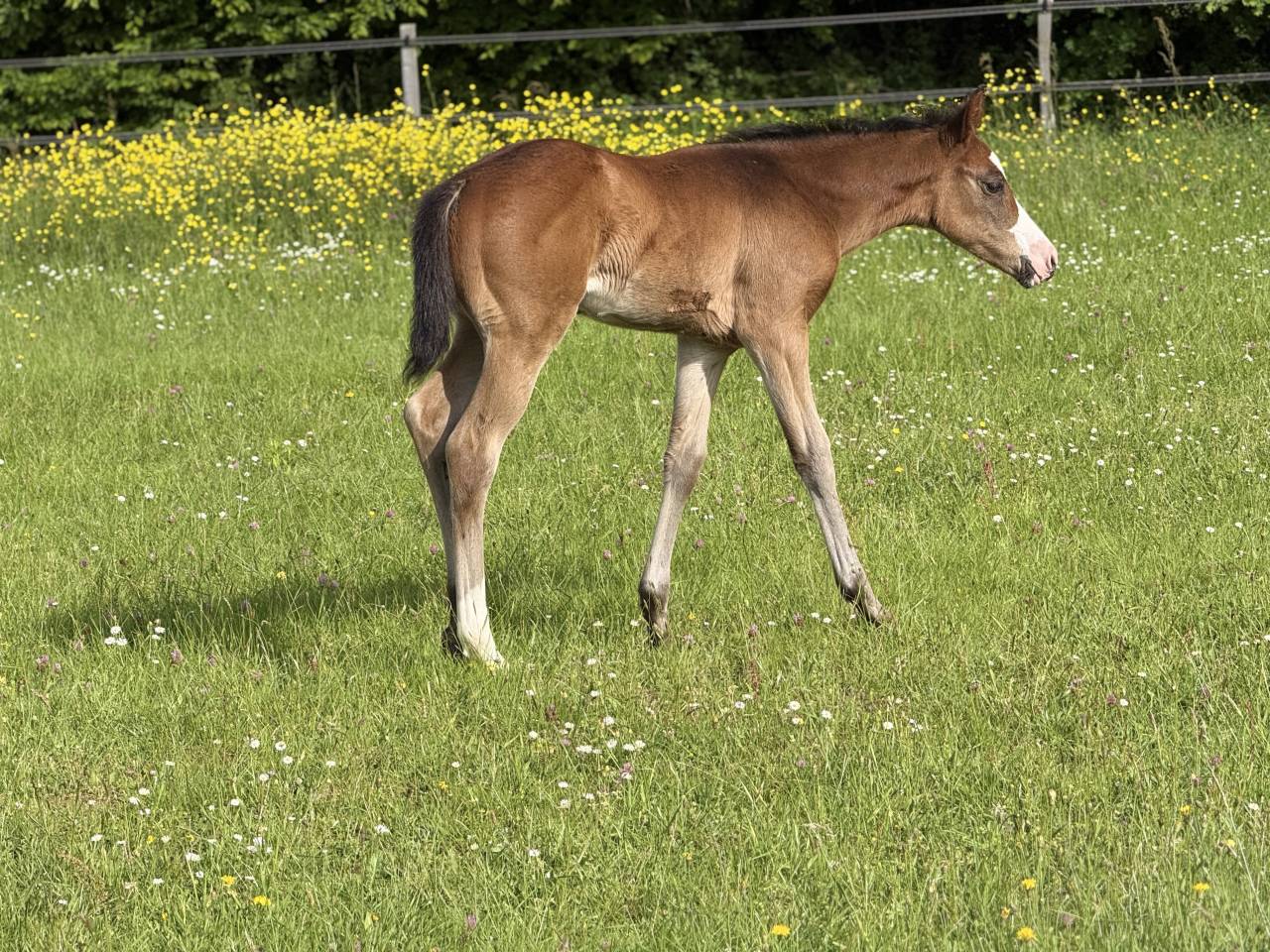 Puledra Paint Horse In vendita 2026 Baio ,  Classic cowboy spirit