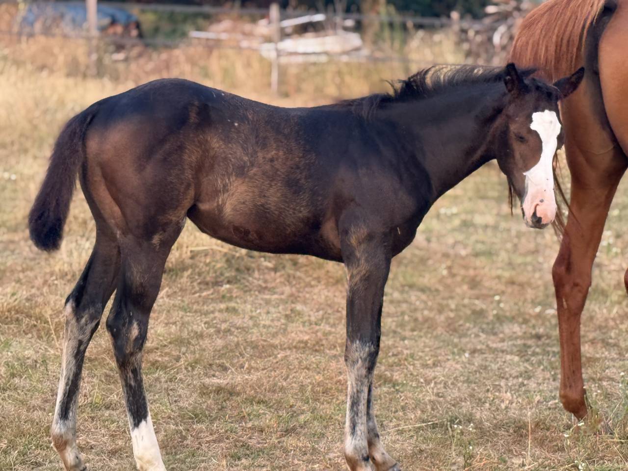 Puledra Paint Horse In vendita 2026 Baio ,  Classic cowboy spirit