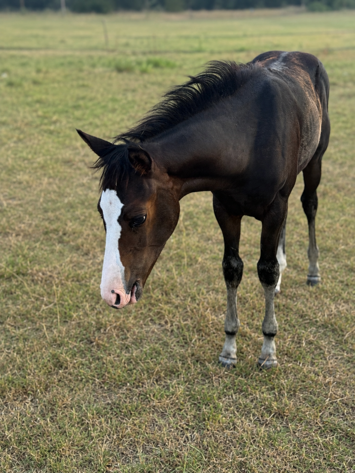 Puledra Paint Horse In vendita 2026 Baio ,  Classic cowboy spirit