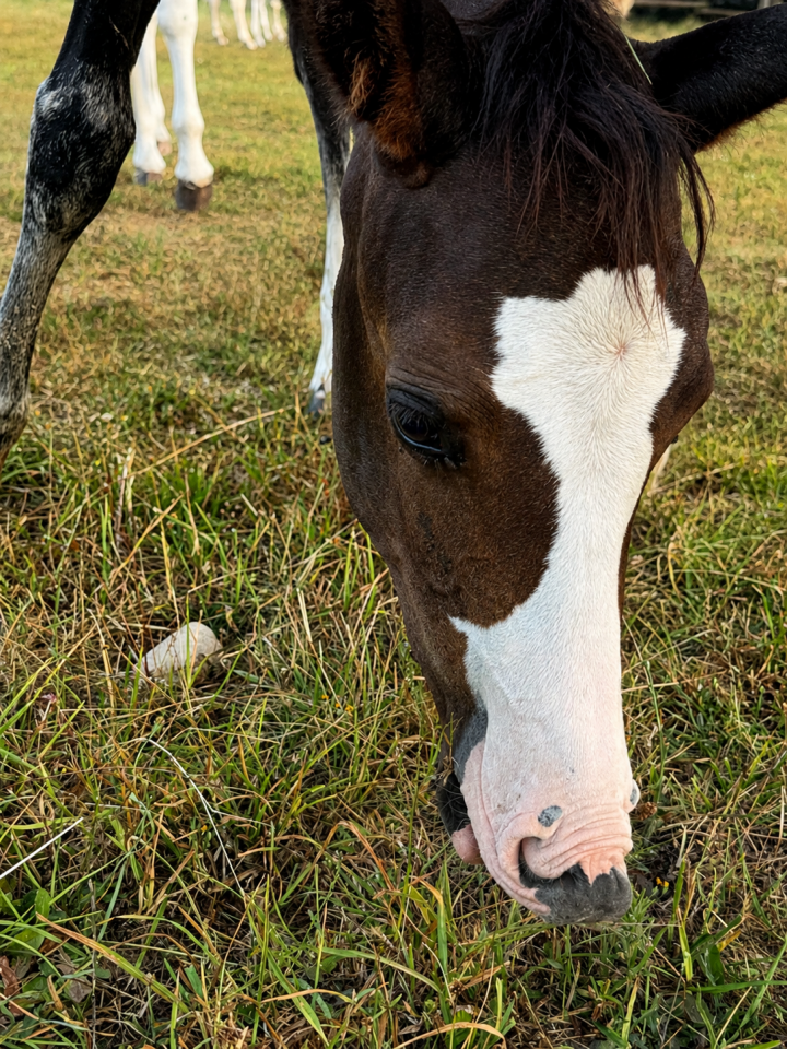 Puledra Paint Horse In vendita 2026 Baio ,  Classic cowboy spirit