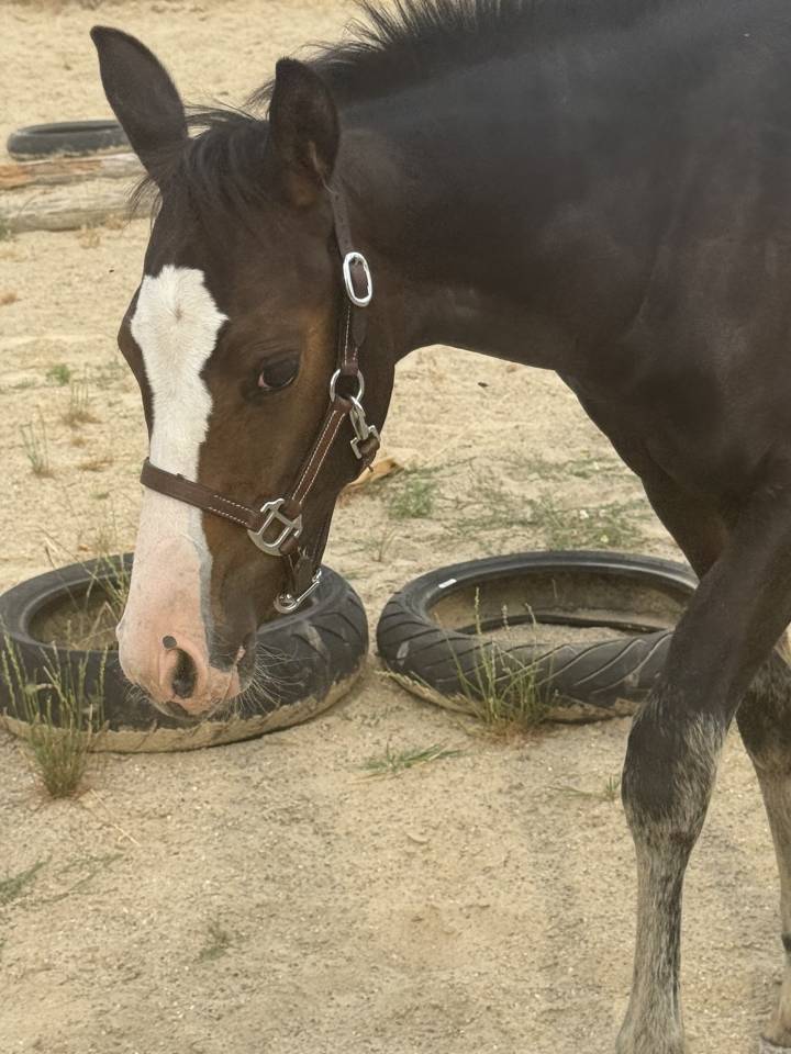 Puledra Paint Horse In vendita 2026 Baio ,  Classic cowboy spirit
