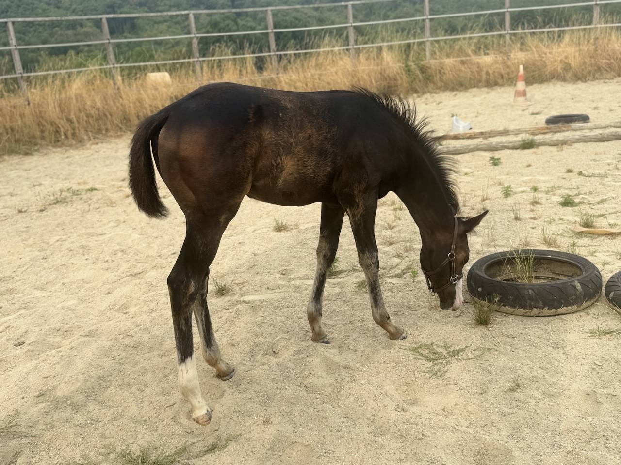 Puledra Paint Horse In vendita 2026 Baio ,  Classic cowboy spirit