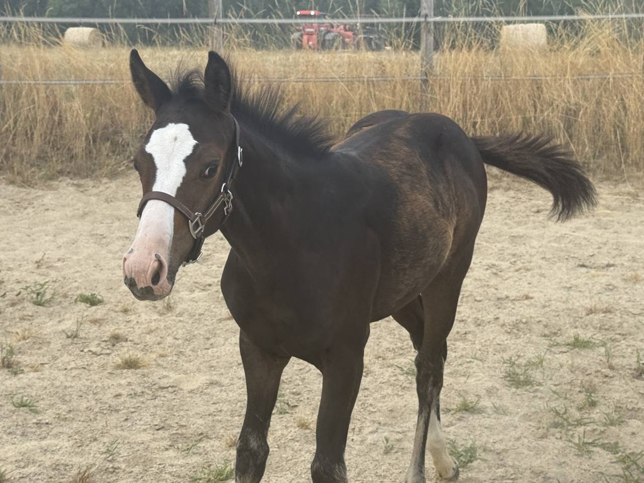 Puledra Paint Horse In vendita 2026 Baio ,  Classic cowboy spirit