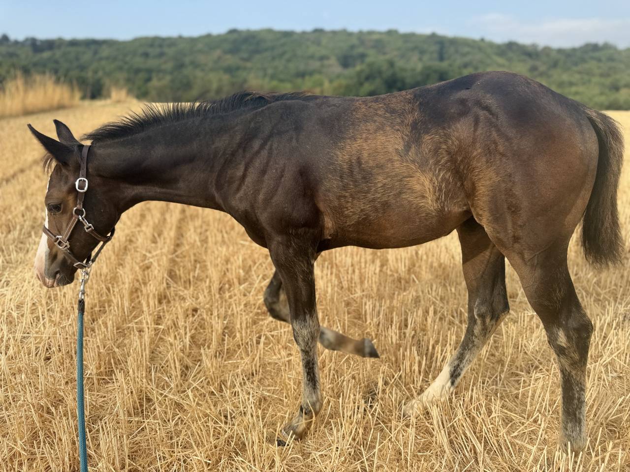 Puledra Paint Horse In vendita 2026 Baio ,  Classic cowboy spirit