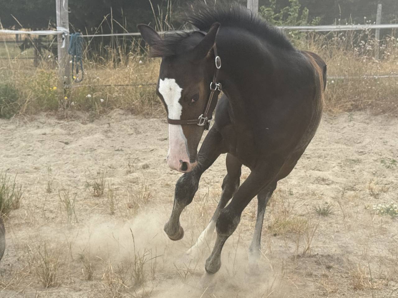 Puledra Paint Horse In vendita 2026 Baio ,  Classic cowboy spirit