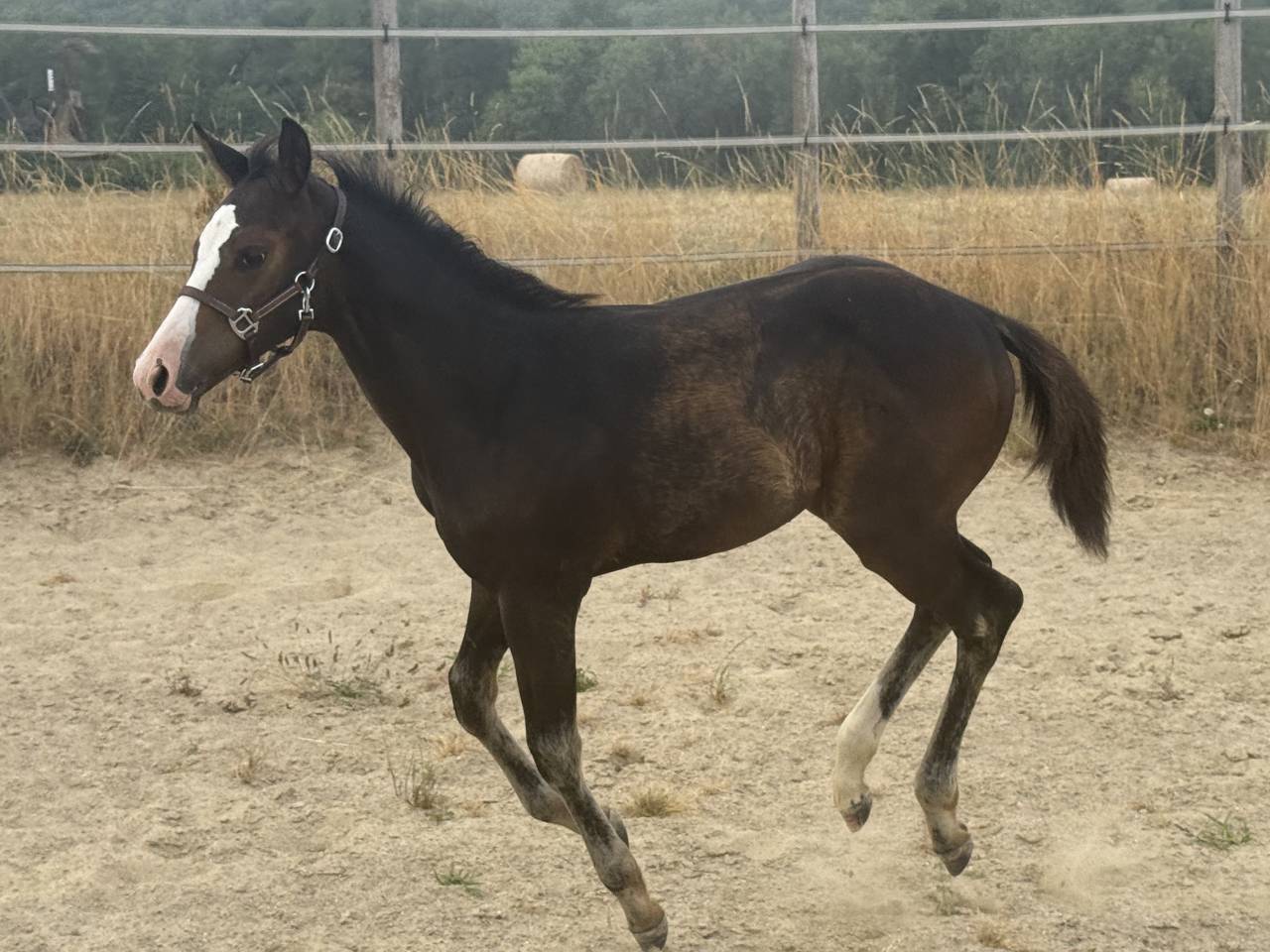 Puledra Paint Horse In vendita 2026 Baio ,  Classic cowboy spirit