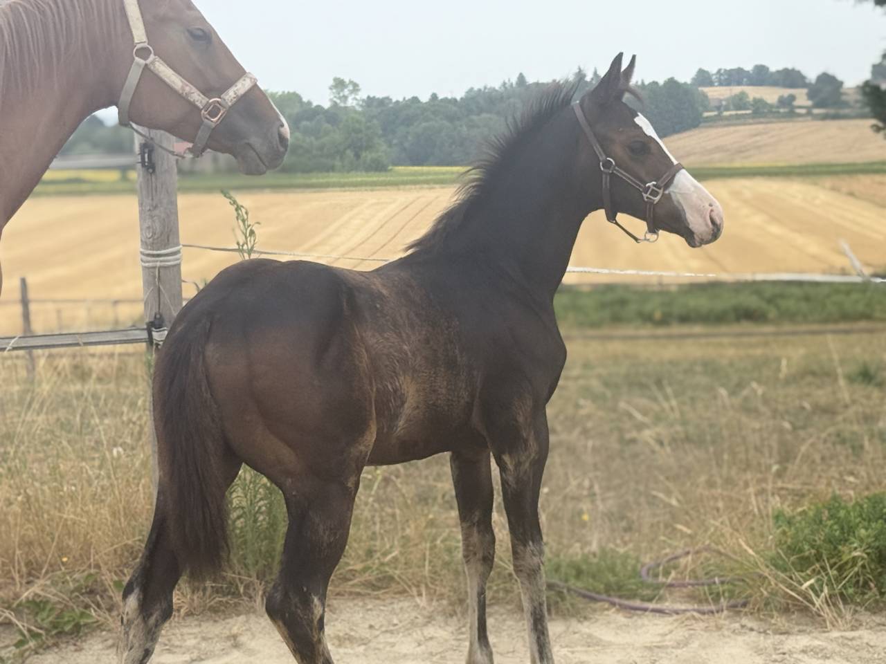 Puledra Paint Horse In vendita 2026 Baio ,  Classic cowboy spirit