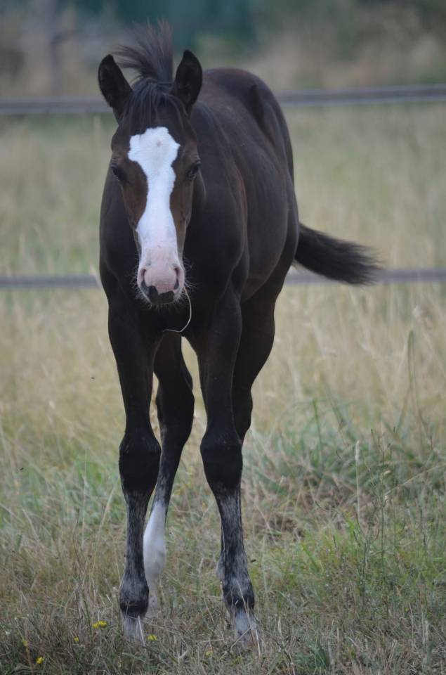 Puledra Paint Horse In vendita 2026 Baio ,  Classic cowboy spirit