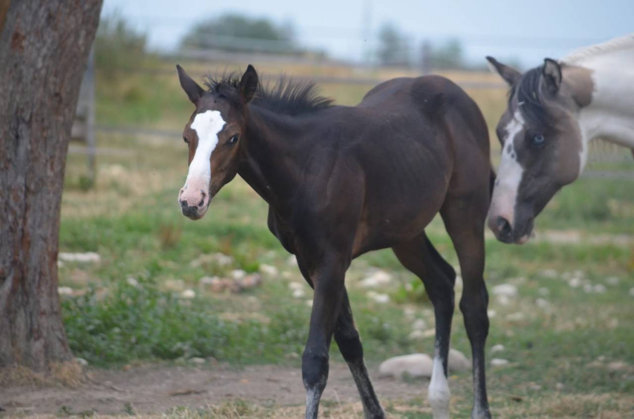 Puledra Paint Horse In vendita 2026 Baio ,  Classic cowboy spirit