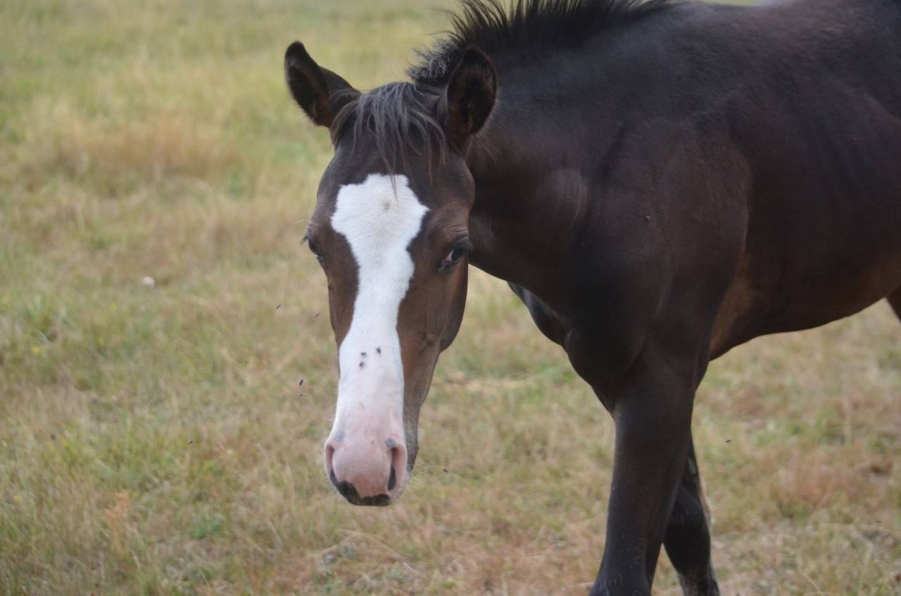Puledra Paint Horse In vendita 2026 Baio ,  Classic cowboy spirit