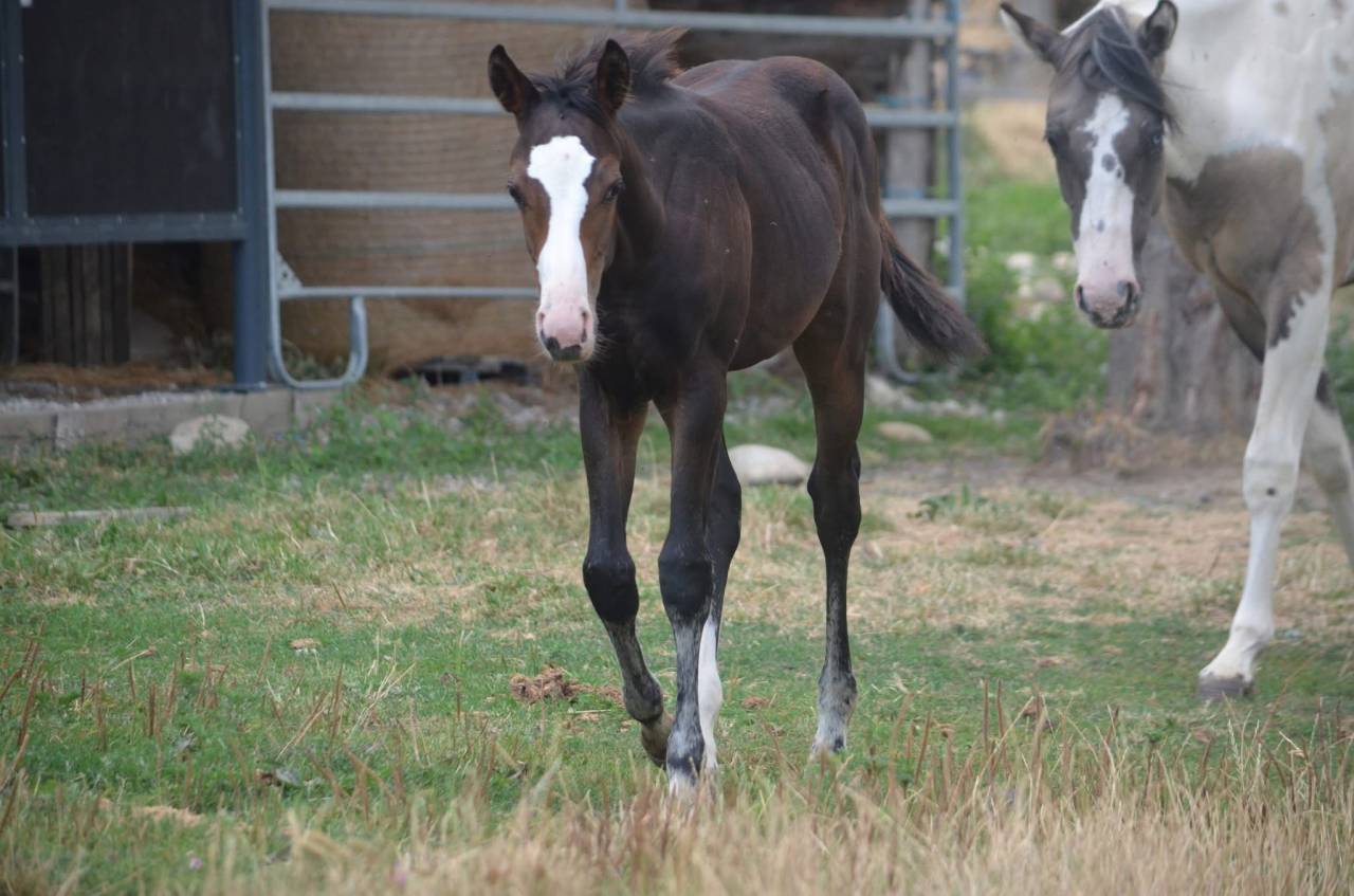 Puledra Paint Horse In vendita 2026 Baio ,  Classic cowboy spirit