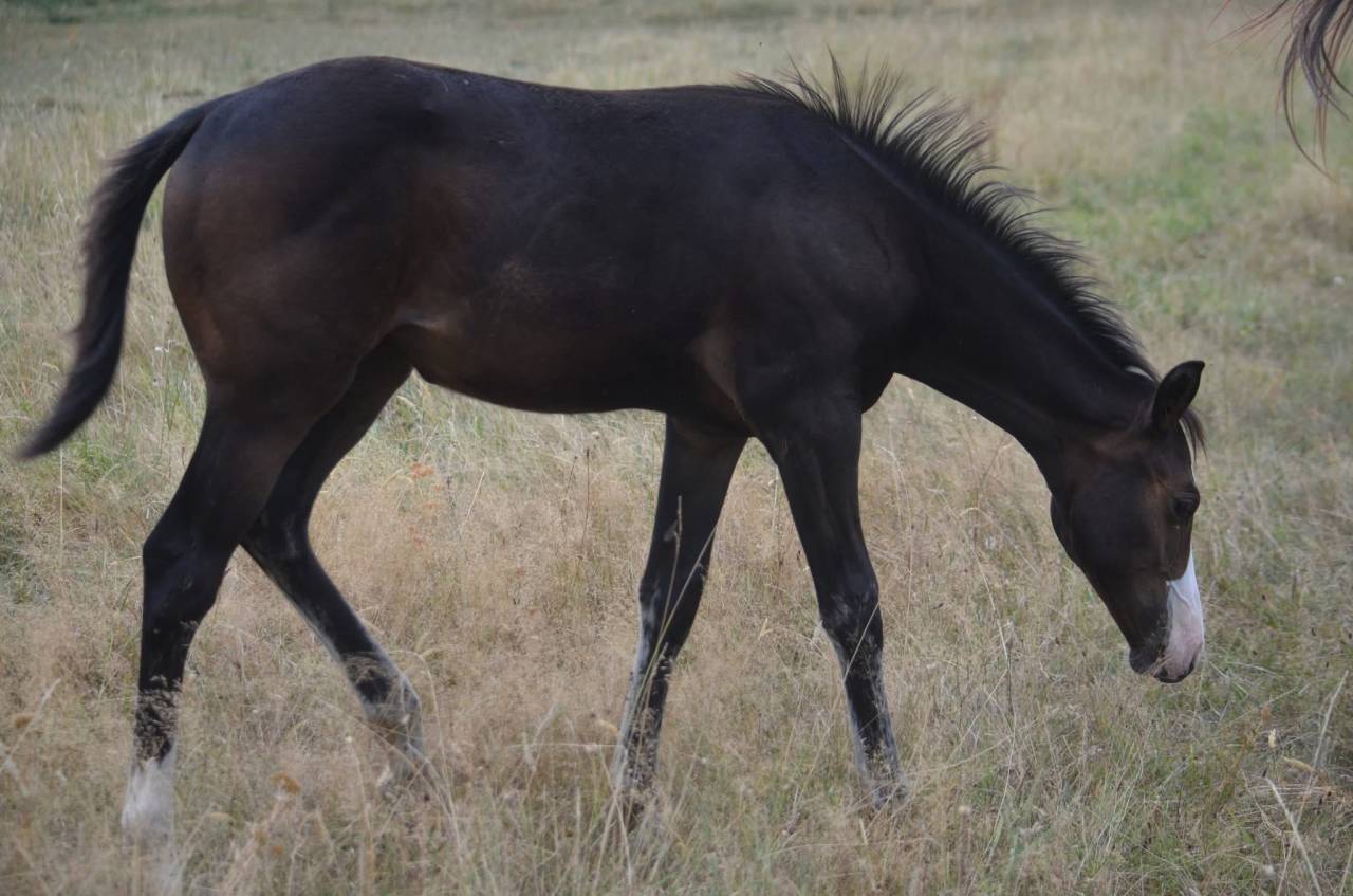 Puledra Paint Horse In vendita 2026 Baio ,  Classic cowboy spirit