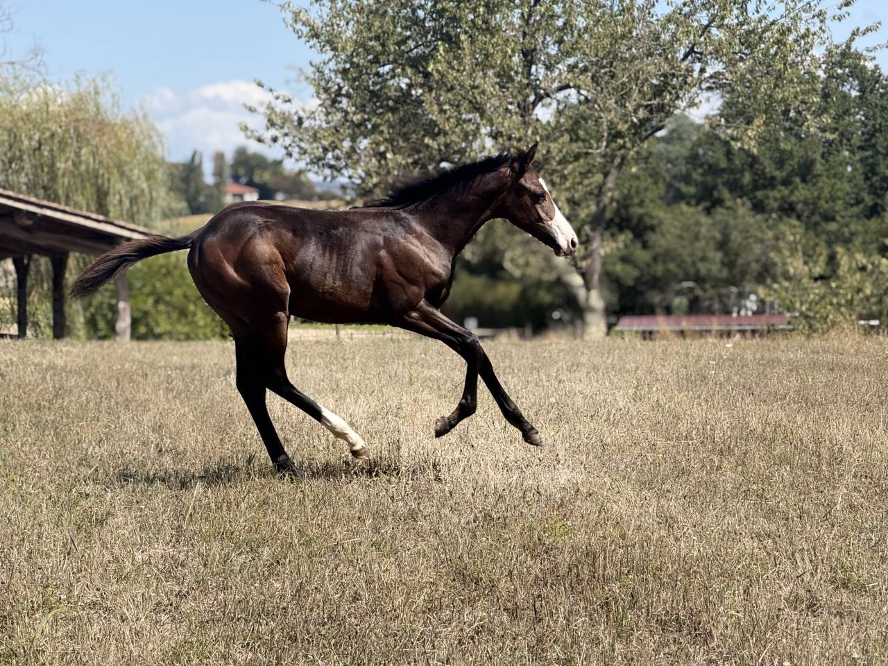 Puledra Paint Horse In vendita 2026 Baio ,  Classic cowboy spirit