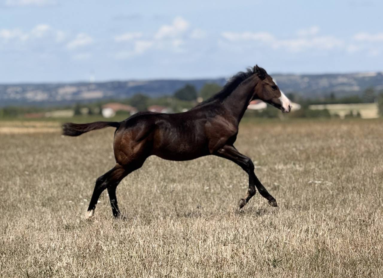 Puledra Paint Horse In vendita 2026 Baio ,  Classic cowboy spirit