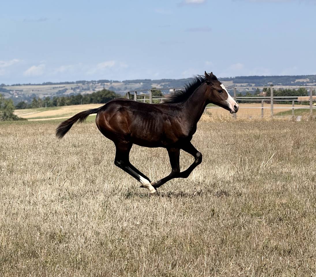 Puledra Paint Horse In vendita 2026 Baio ,  Classic cowboy spirit