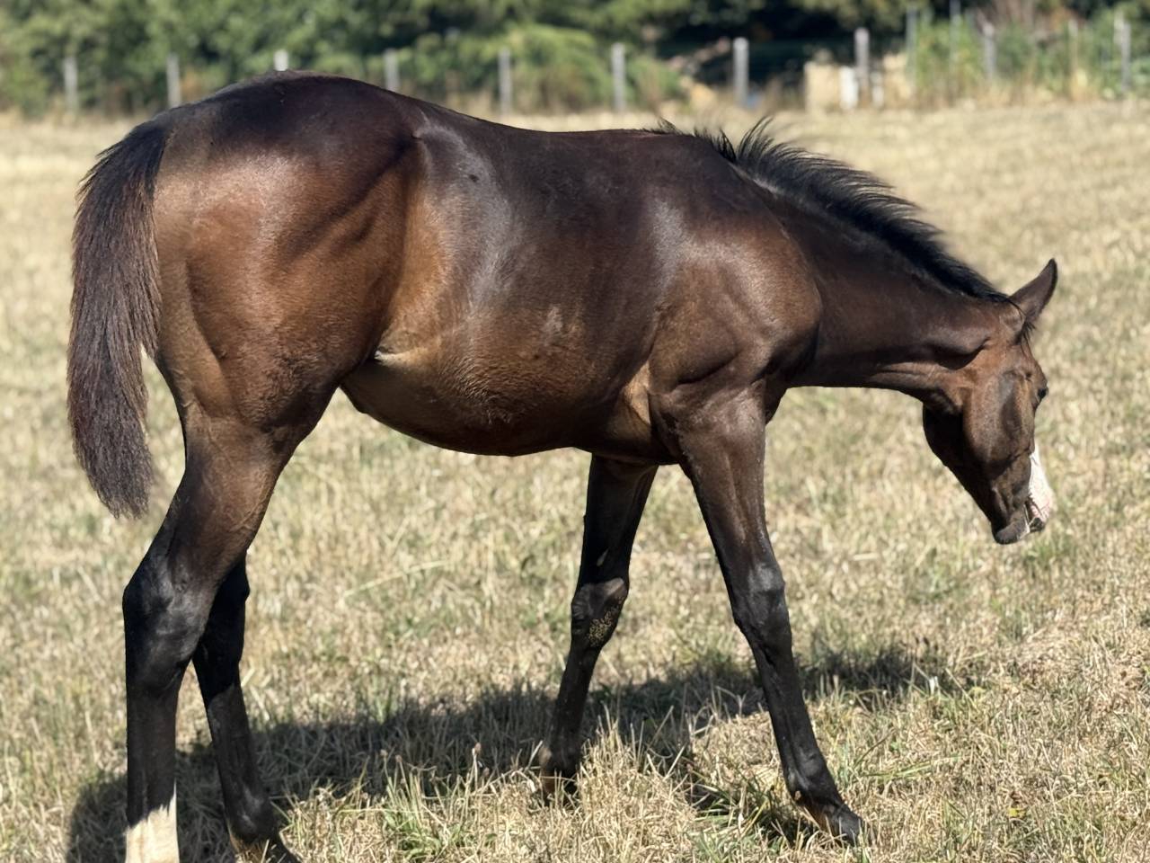 Puledra Paint Horse In vendita 2026 Baio ,  Classic cowboy spirit