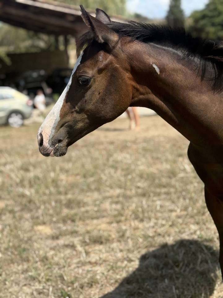 Puledra Paint Horse In vendita 2026 Baio ,  Classic cowboy spirit