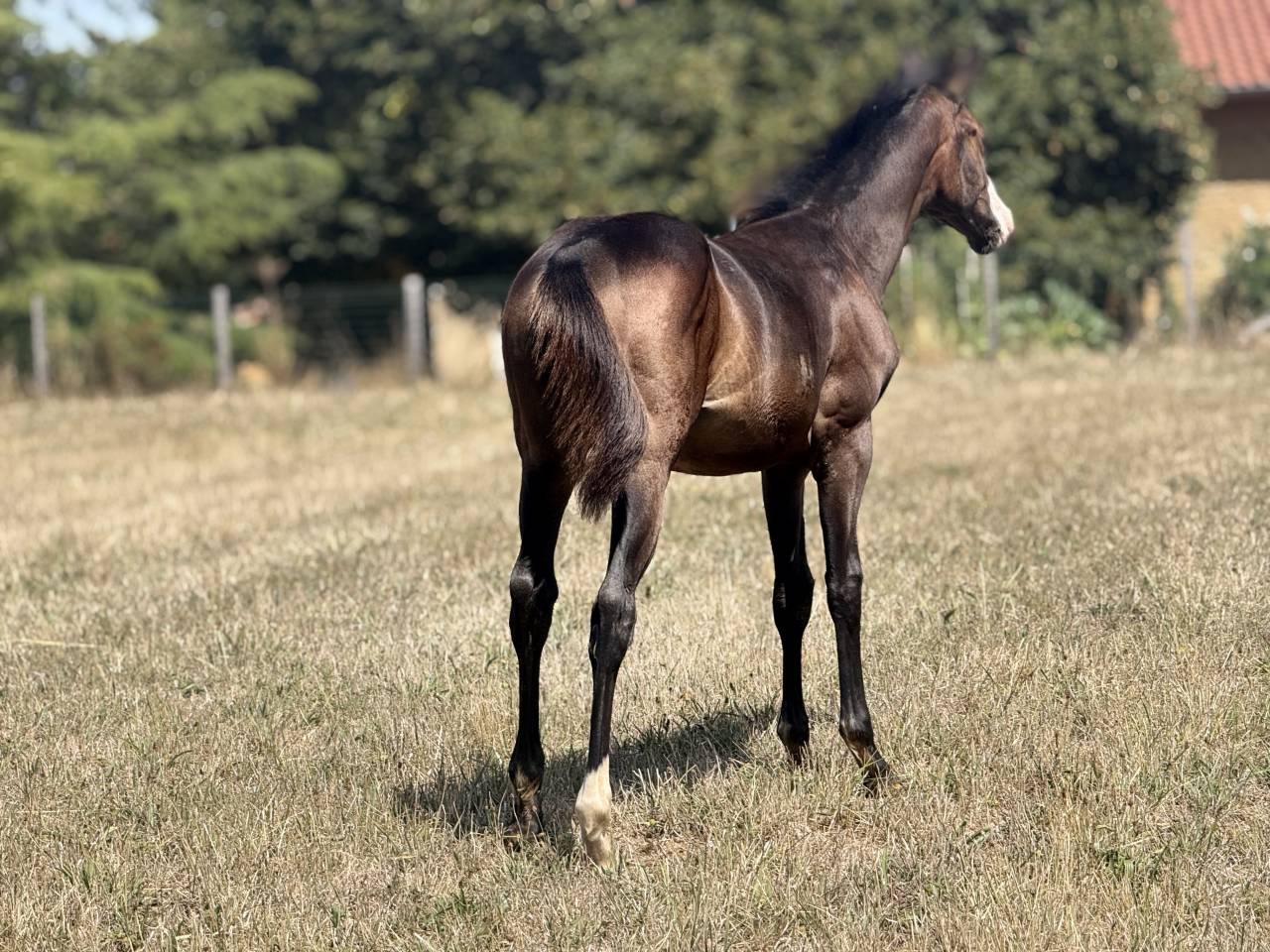 Puledra Paint Horse In vendita 2026 Baio ,  Classic cowboy spirit