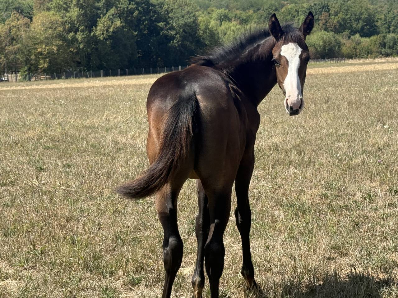 Puledra Paint Horse In vendita 2026 Baio ,  Classic cowboy spirit