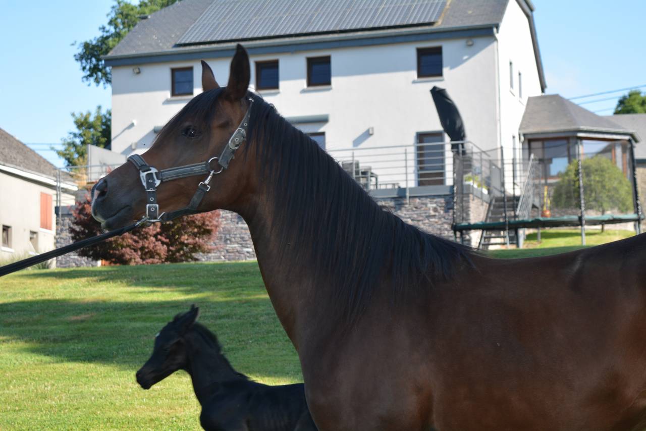 Cavalla Purosangue Arabo In vendita 2020 Baio