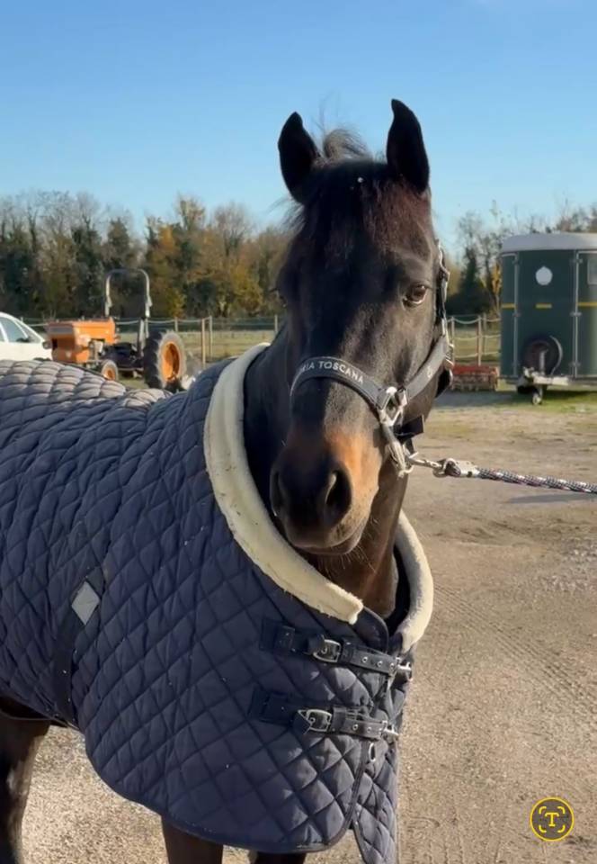 Poney Francais de Selle