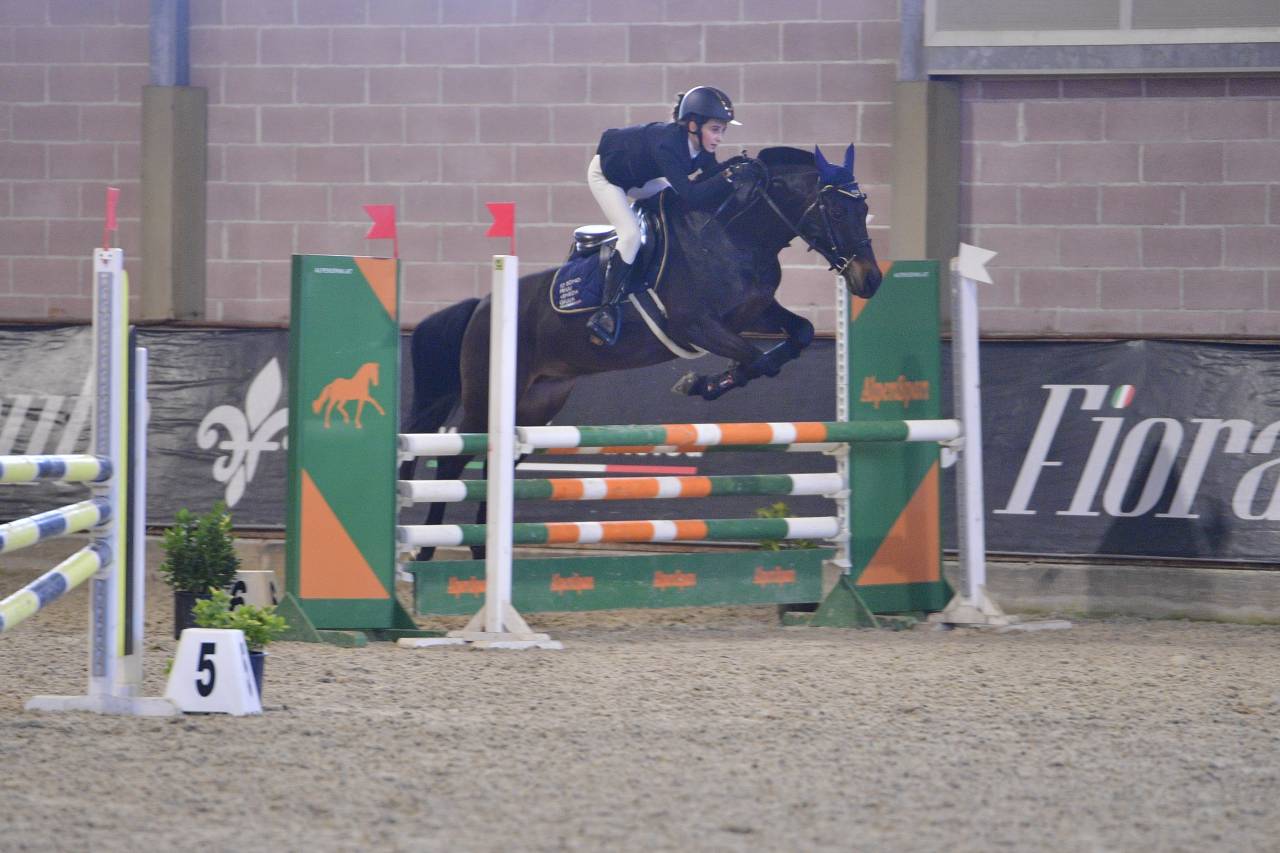 Poney Francais de Selle