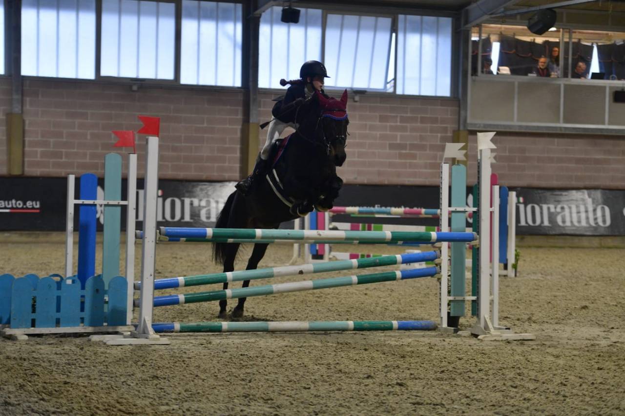 Poney Francais de Selle