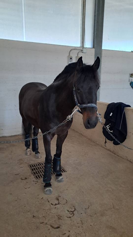 Poney Francais de Selle