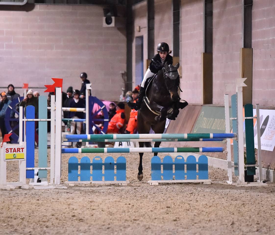 Poney Francais de Selle