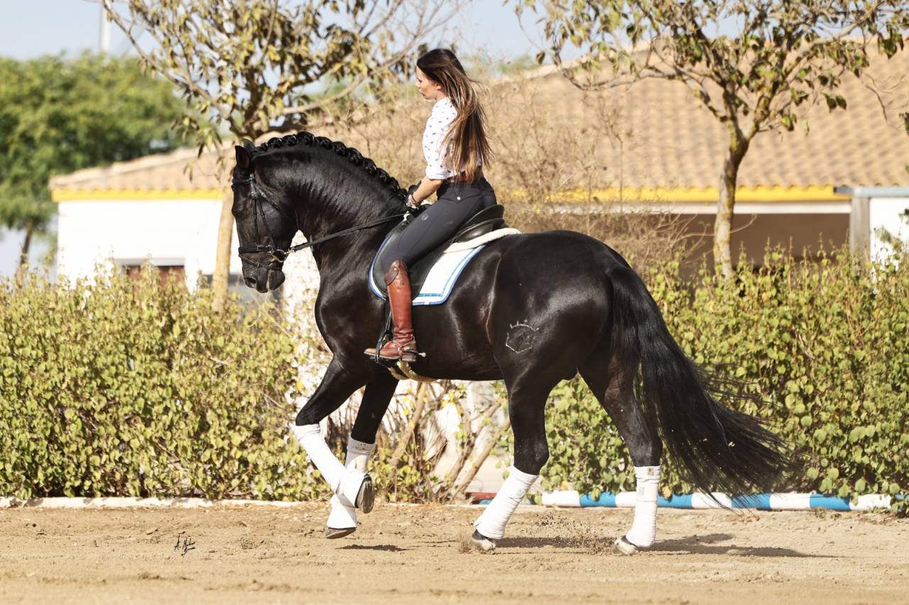 Yeguada Los Siete Reinos | Allevatori cavalli > Allevatori, Pony iberici