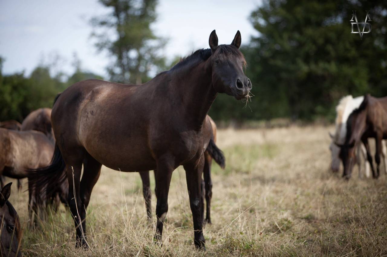 Yeguada Los Siete Reinos | Allevatori cavalli > Allevatori, Pony iberici