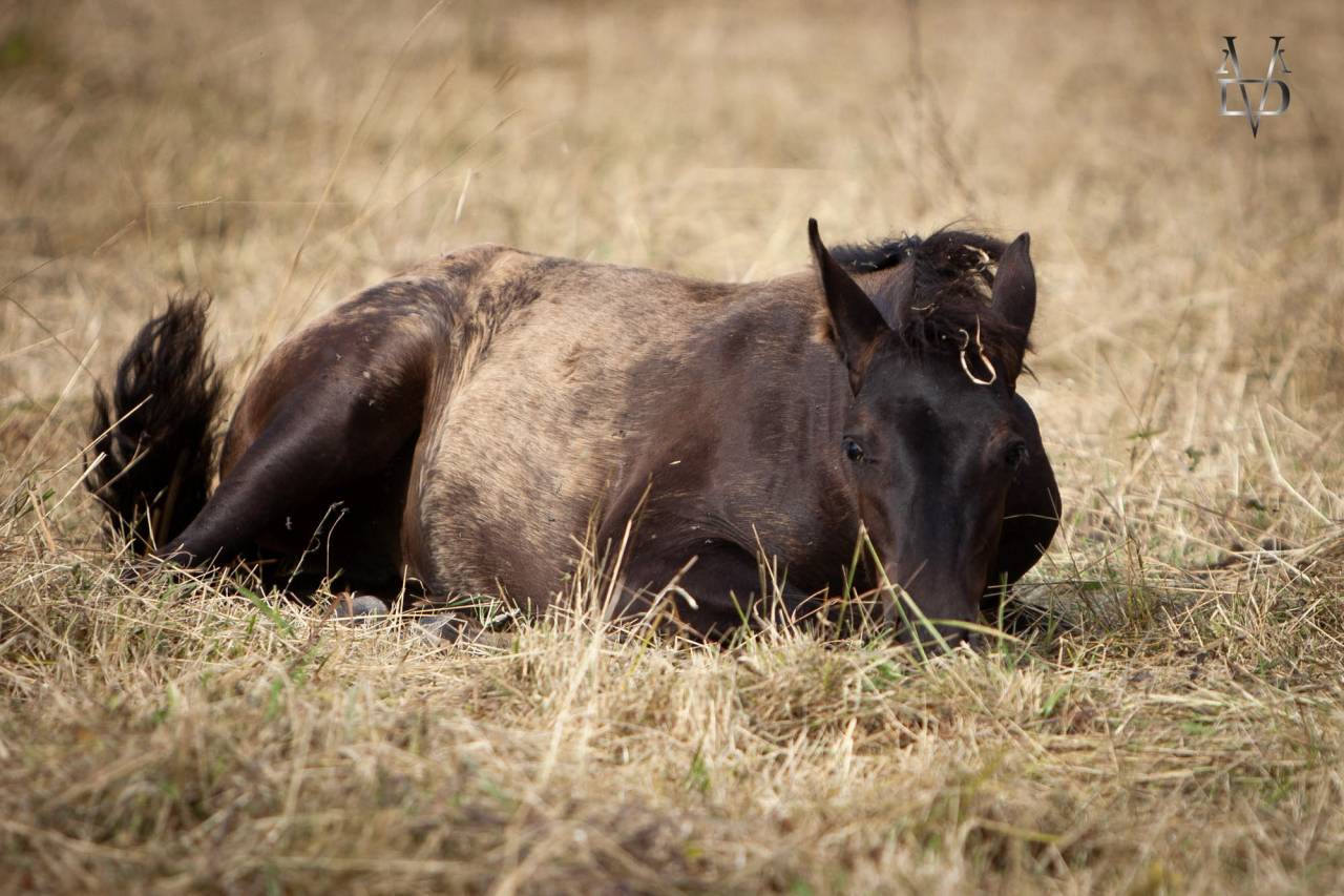 Yeguada Los Siete Reinos | Allevatori cavalli > Allevatori, Pony iberici