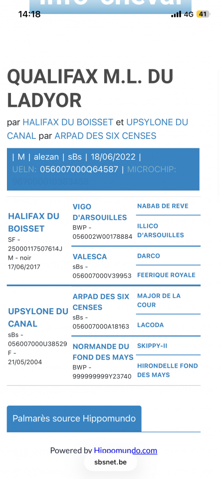 Castrone sBs Cavallo da Sport Belgio In vendita 2022 Crine lavato