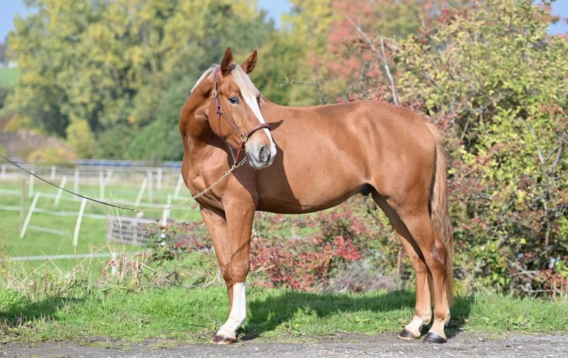 Castrone sBs Cavallo da Sport Belgio In vendita 2022 Crine lavato