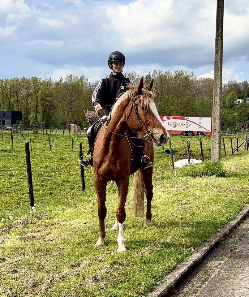 Castrone sBs Cavallo da Sport Belgio In vendita 2022 Crine lavato