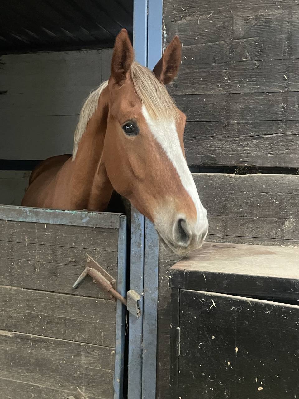 Castrone sBs Cavallo da Sport Belgio In vendita 2022 Crine lavato