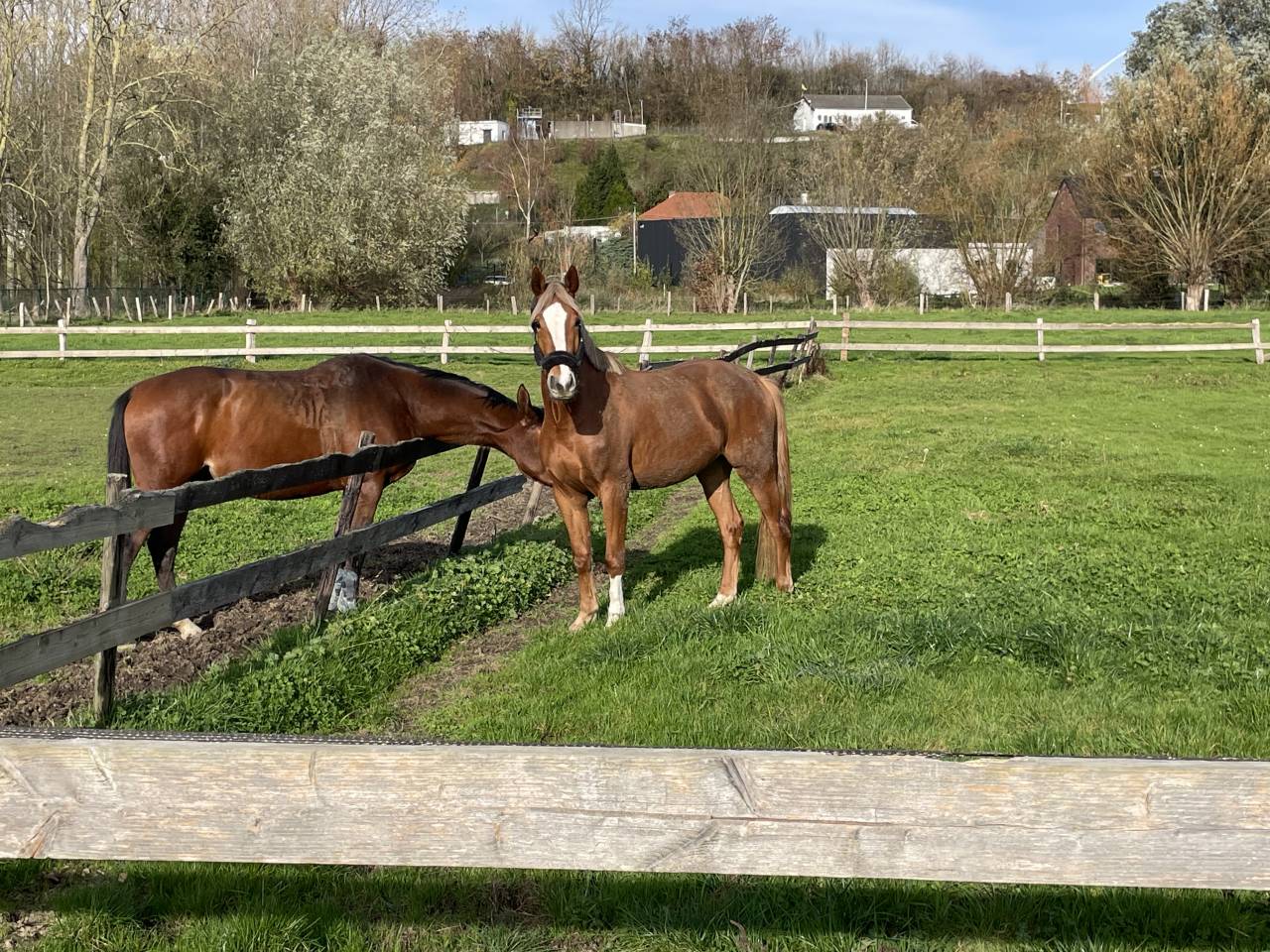 Castrone sBs Cavallo da Sport Belgio In vendita 2022 Crine lavato