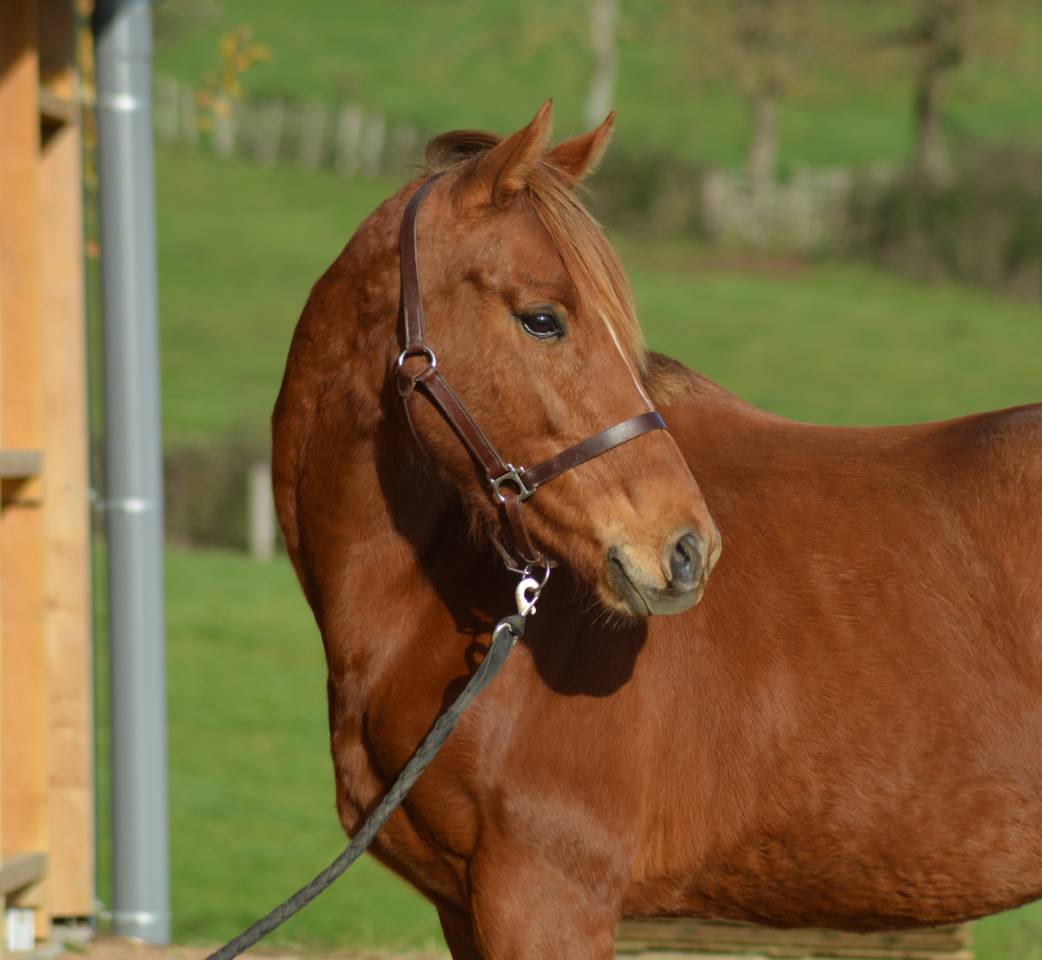 Cavalla Purosangue Inglese In vendita 2021 Sauro