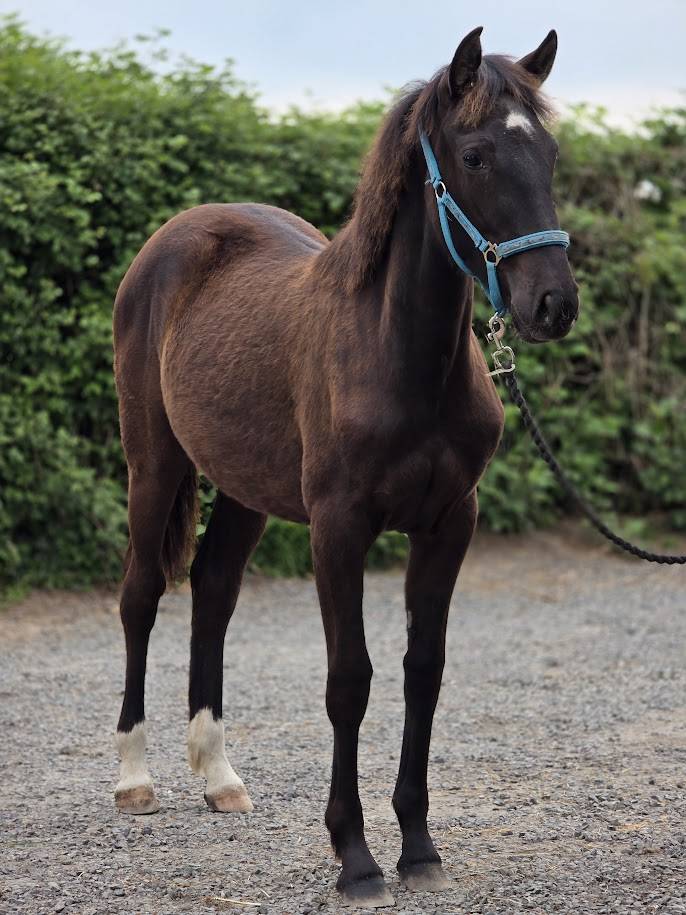 Puledra Origine non conosciuta  In vendita 2025 Baio scuro