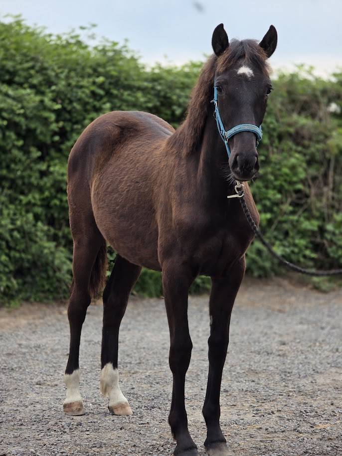 Puledra Origine non conosciuta  In vendita 2025 Baio scuro