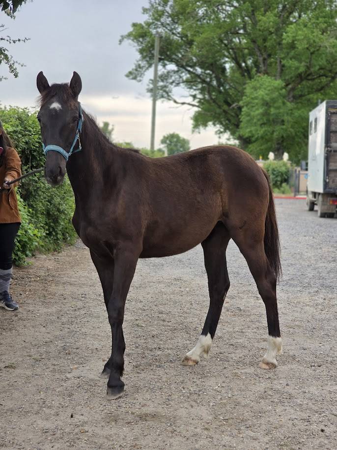 Puledra Origine non conosciuta  In vendita 2025 Baio scuro