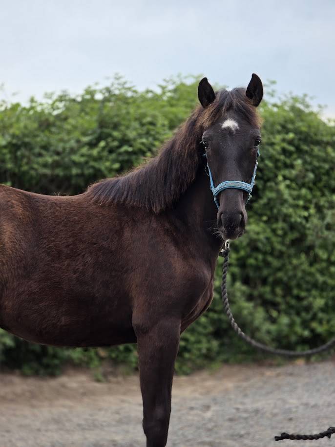 Puledra Origine non conosciuta  In vendita 2025 Baio scuro