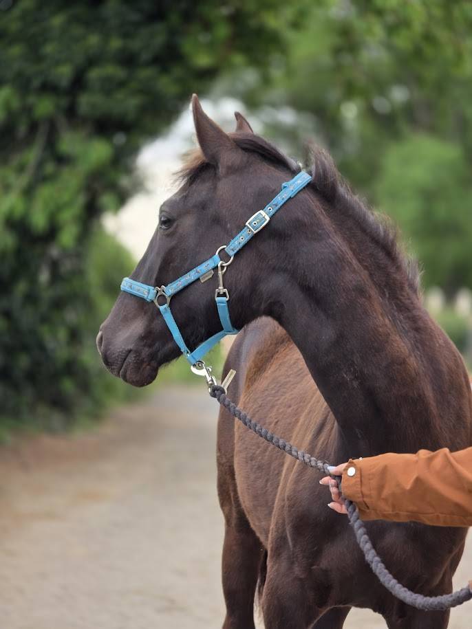 Puledra Origine non conosciuta  In vendita 2025 Baio scuro