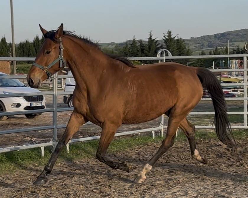 Fattrice Sella Francese In vendita 2018 Baio ,  URANO DE CARTIGNY