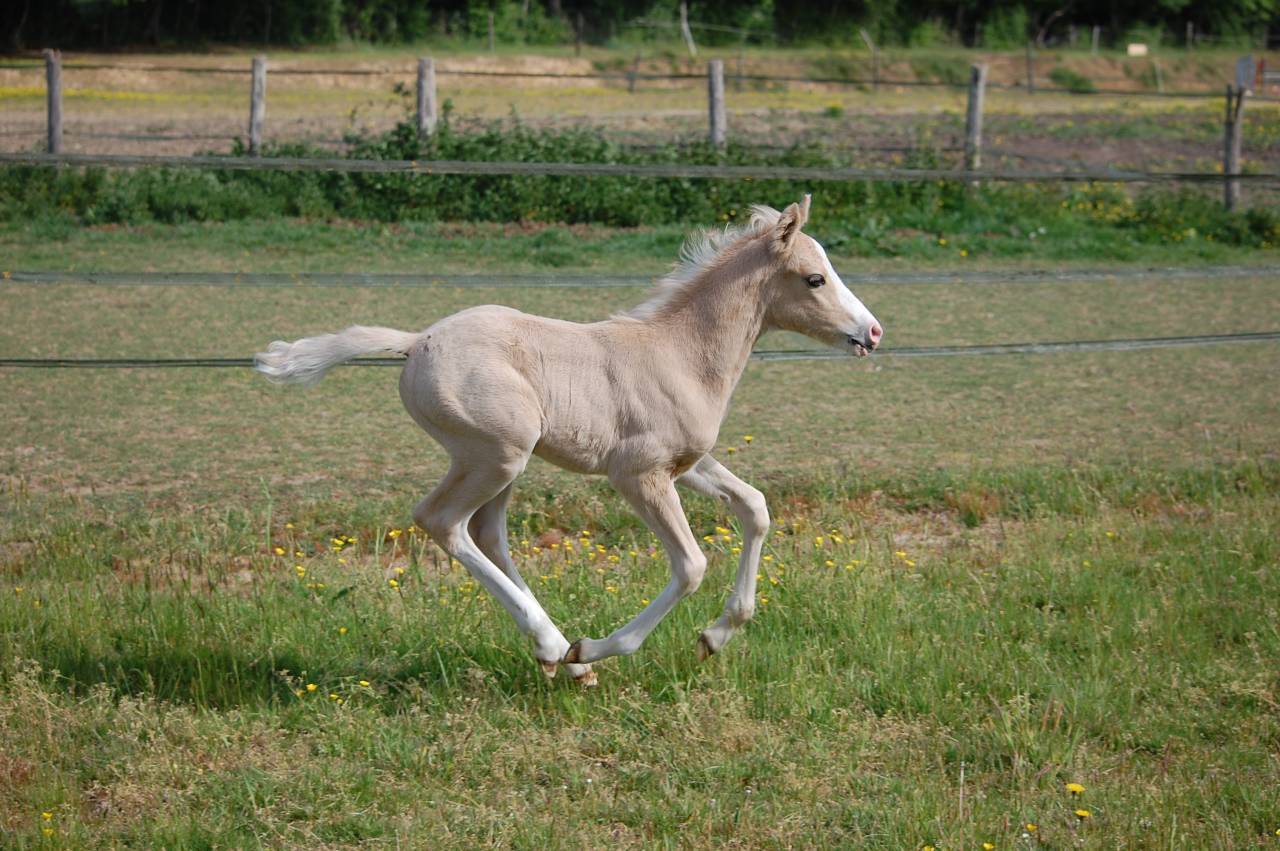 Puledro PFS Pony Francese da Sella In vendita 2026 Palomino ,  Beukenoords balans
