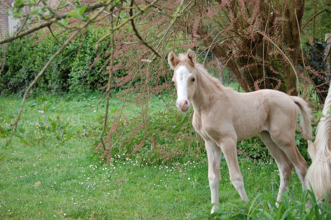 Puledro PFS Pony Francese da Sella In vendita 2026 Palomino ,  Beukenoords balans