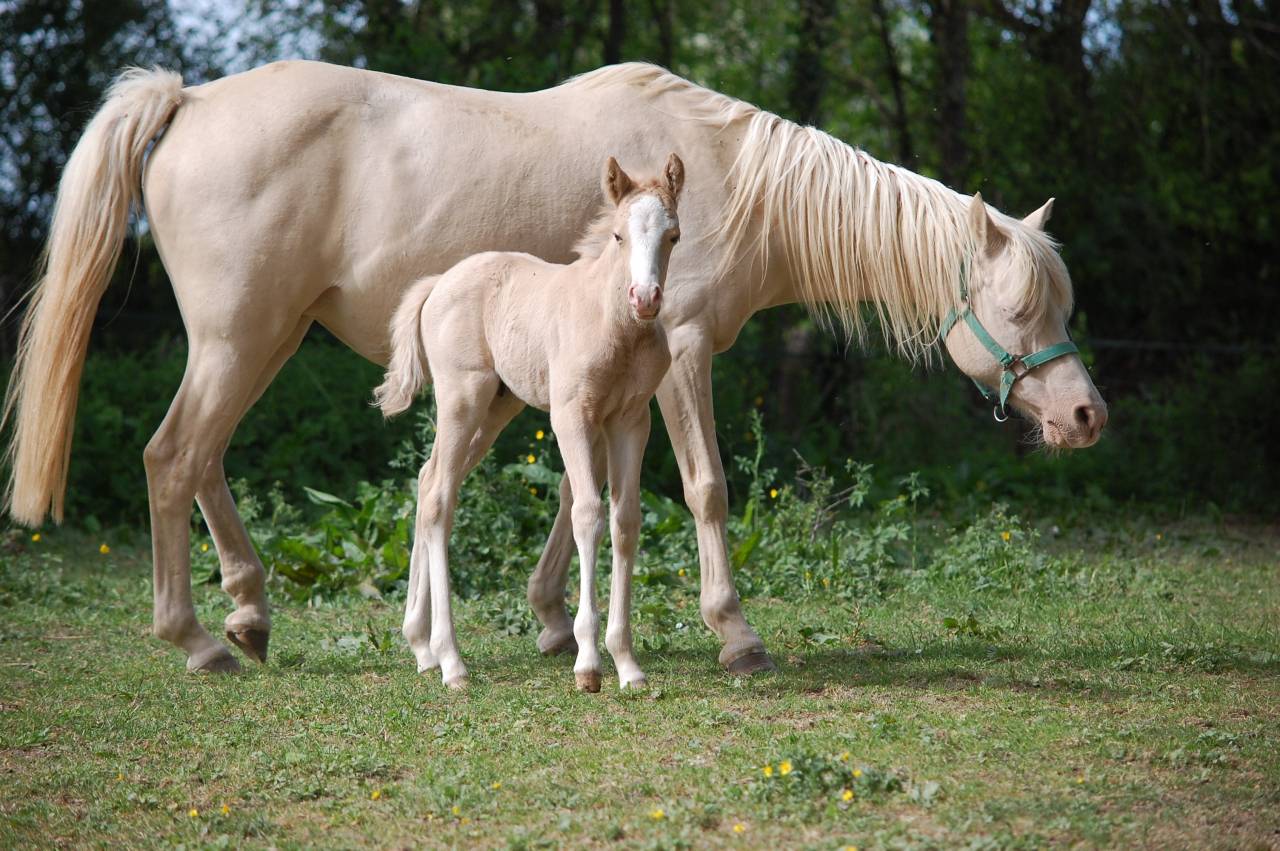Puledro PFS Pony Francese da Sella In vendita 2026 Palomino ,  Beukenoords balans